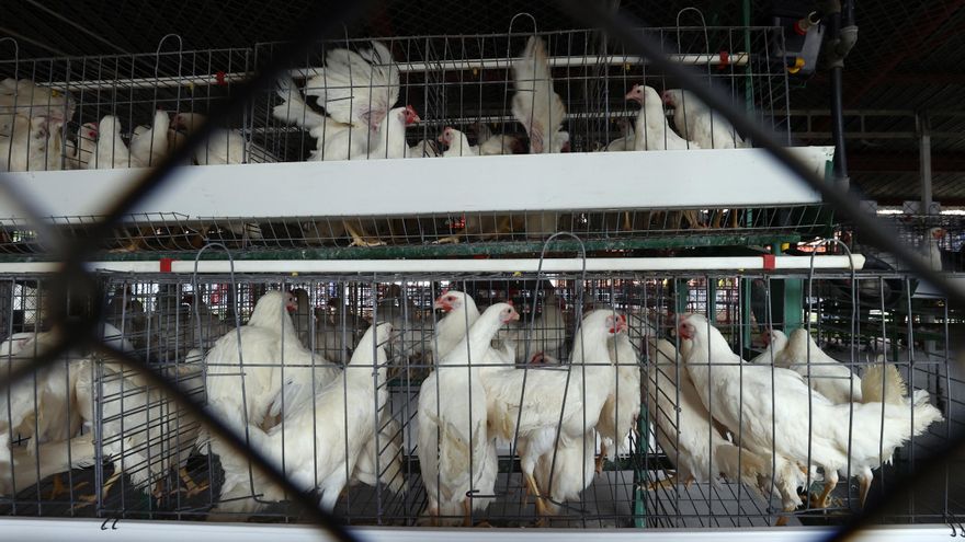 Detectan un foco de gripe aviar en una explotación de 50.000 gallinas reproductoras en Toledo
