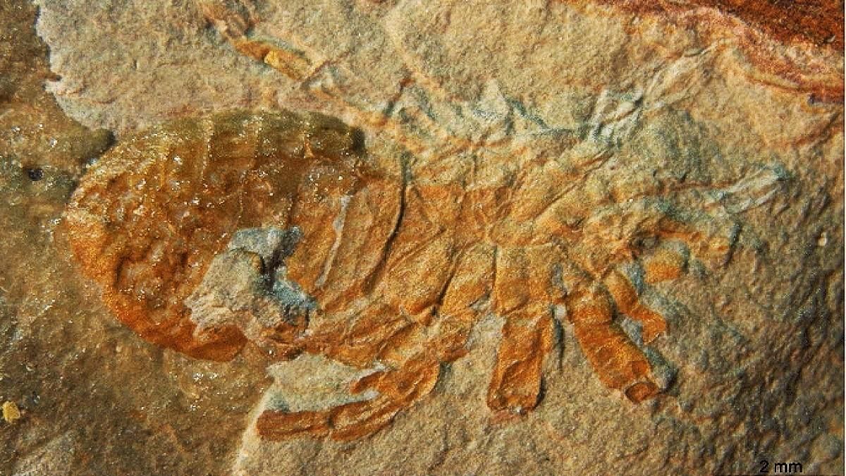 Descubren en León dos nuevos fósiles de arácnidos 'Aphantomartus' del Carbonífero superior