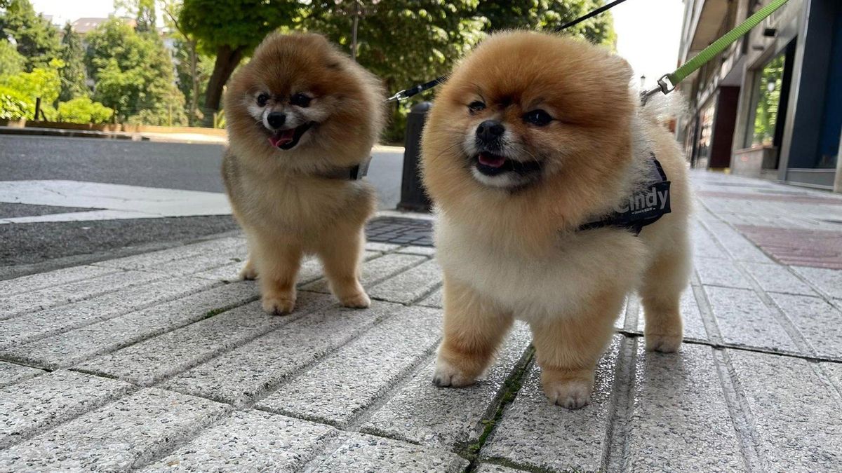 Dos perros en la calle.