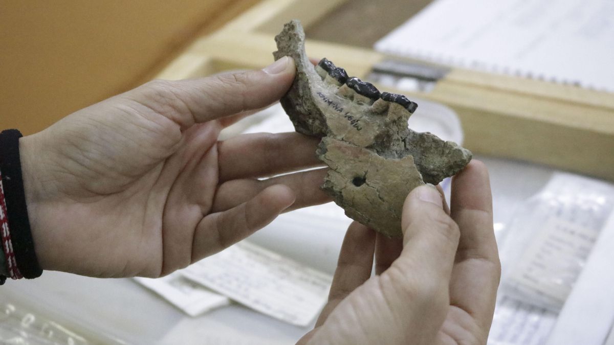 Tres dientes y una mandíbula de hace 10 millones de años: el fósil que puede esconder una clave de nuestros orígenes