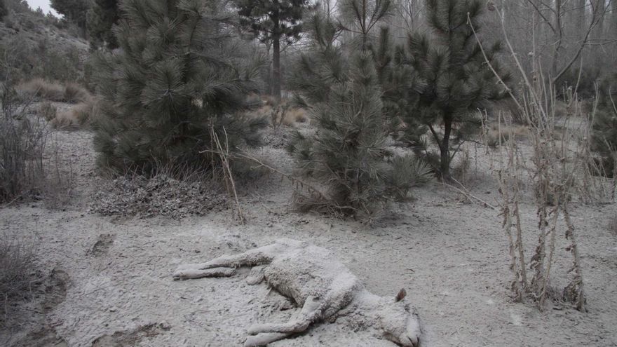 Una imagen que recorrió el mundo, las cenizas del volcán afectó la Patagonia.