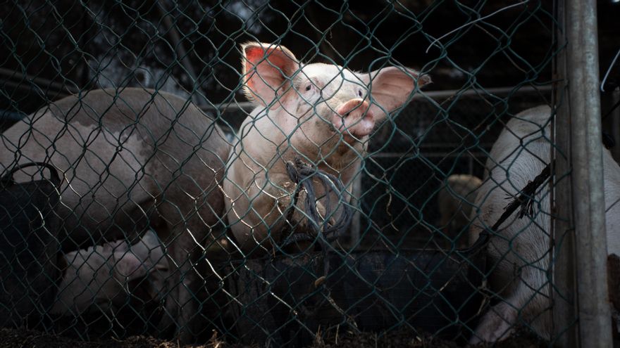 El volcán de La Palma separa también de sus animales a decenas de familias que han perdido su casa
