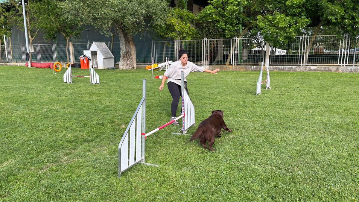 Entrenamiento de Agility en Logroño