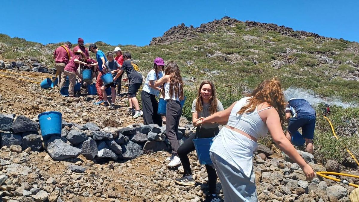 Alumnas y alumnos del CEO Tijarafe en las  labores de repoblación    de la Caldera  de Taburiente.