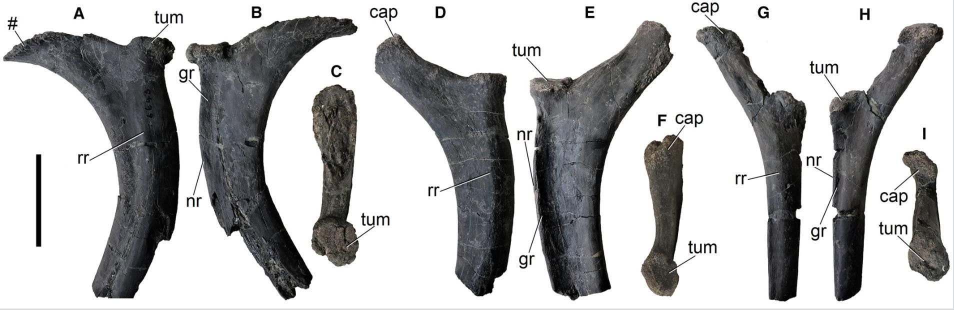 Holotipo de Istiorachis macarthurae gen. y sp. nov. (MIWG 6643). Tres cabezas costales dorsales izquierdas.