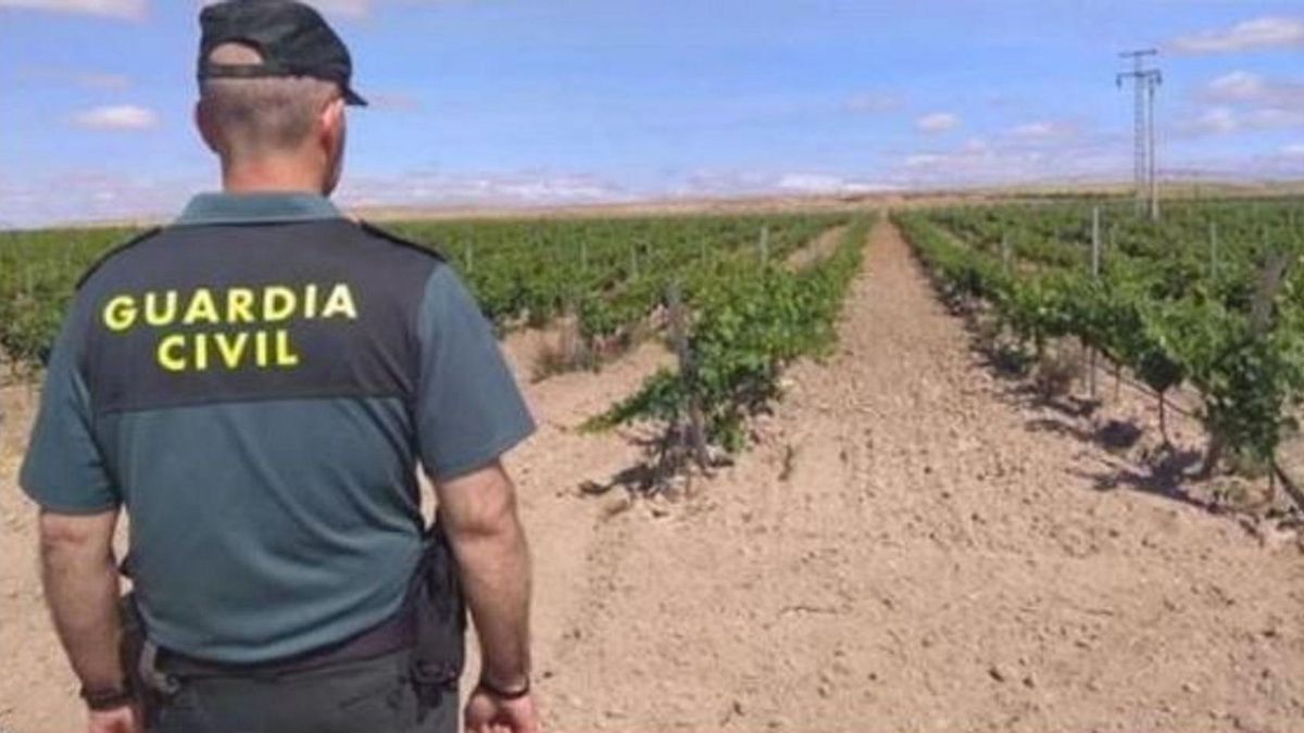 Detectan a dos trabajadores ilegales y tres sin contrato en explotaciones agrícolas y bodegas de Valladolid