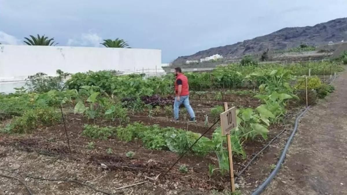 Imagen de archivo de uno de los huertos urbanos de Los Llanos de Aridane.