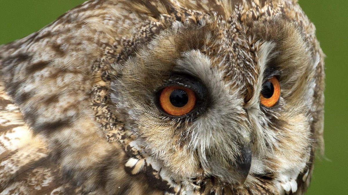 Divulgadores, investigadores y especialistas en vida salvaje trabajan en la primera selección que servirá como base para futuros diseños