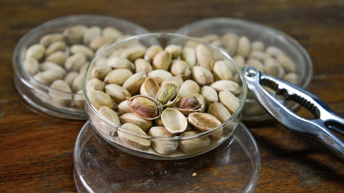 Muestras de pistachos en el Instituto Nacional de Tecnología Agropecuaria de San Juan. Según el Instituto Nacional del Agua, gran parte de la producción de pistachos en San Juan depende del acuífero, que se está explotando más rápido de lo que tarda en recargarse.