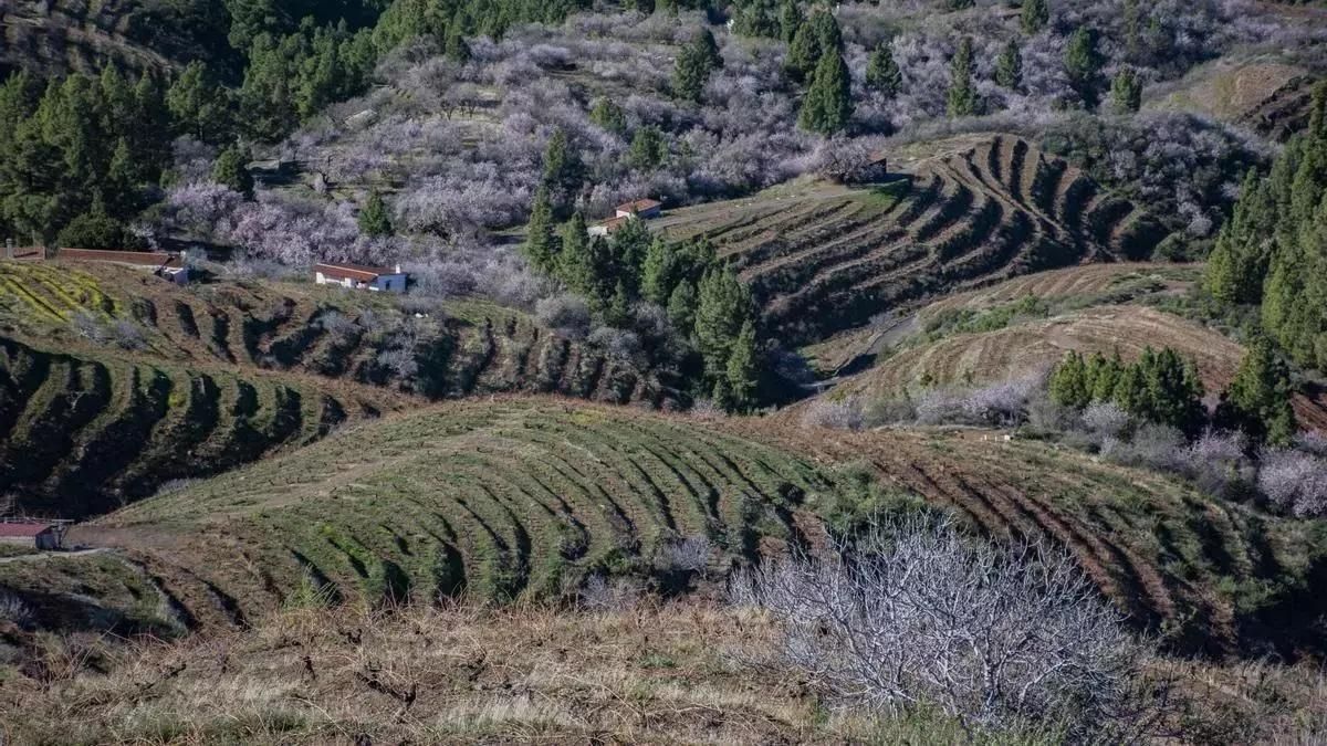 El Cabildo abona 6 millones para  iniciar el proyecto piloto del ‘Cinturón Verde’ en la comarca noroeste