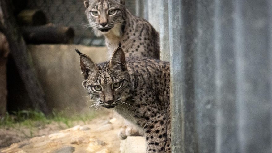 Sueltan a "Virgo" y otros tres linces ibéricos en una comarca de Castilla y León para repoblar la especie