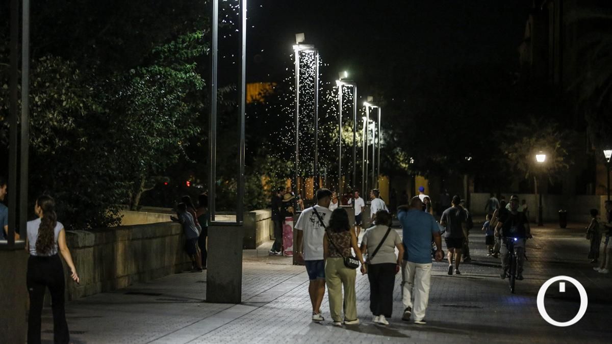 Nube de insectos en la Ribera