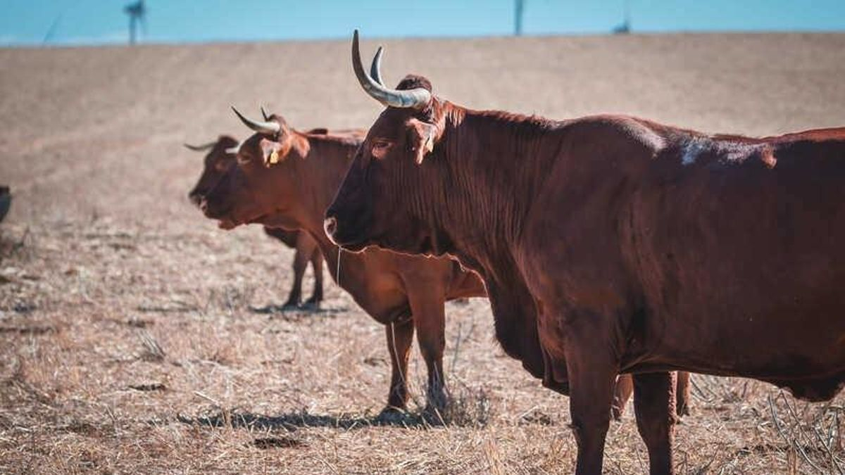 Las dos vacas 'Tiberias' salvan la vida y podrán hacer compañía a un vecino de Lepe