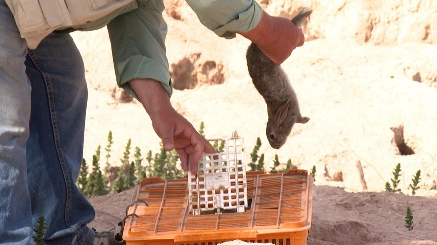 Castilla-La Mancha redobla esfuerzos en la captura de conejos para ayudar a los agricultores a minimizar los daños