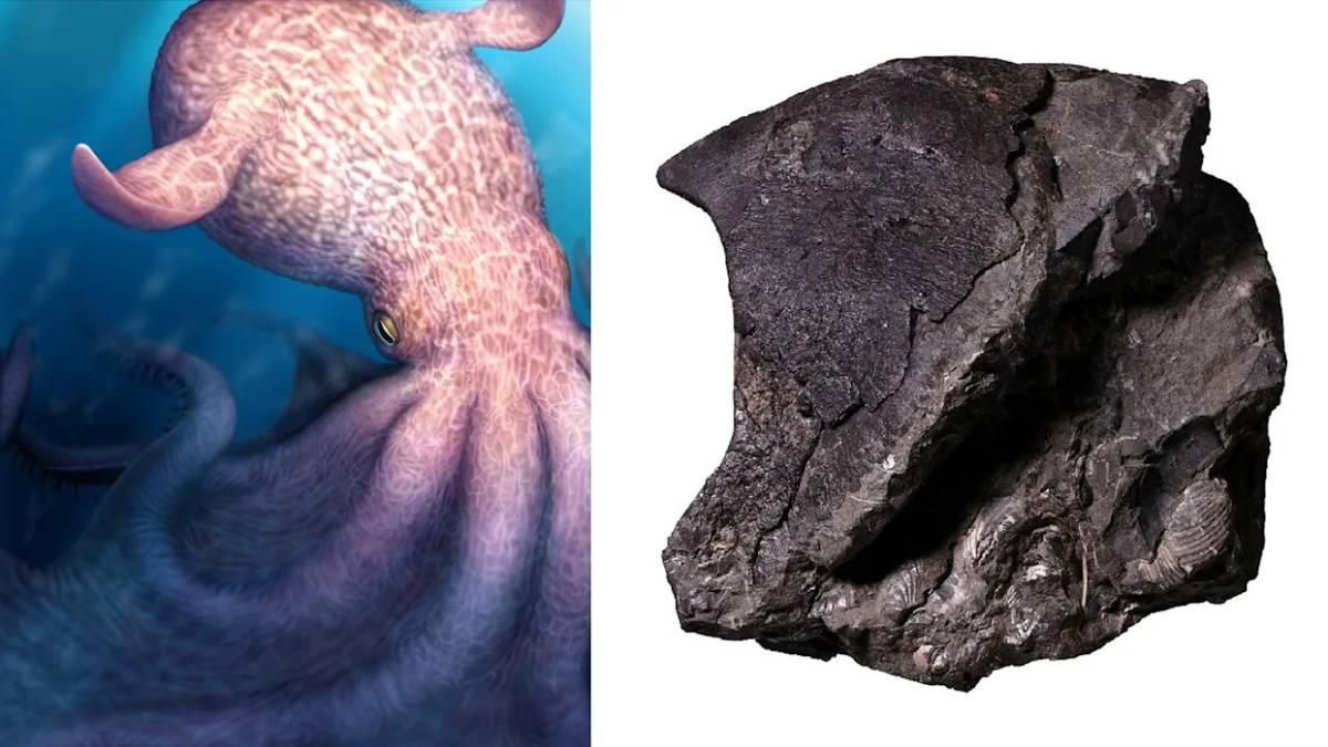Un pulpo colosal, el ‘kraken’ del Cretácico, rivalizó en poder con superdepredadores marinos