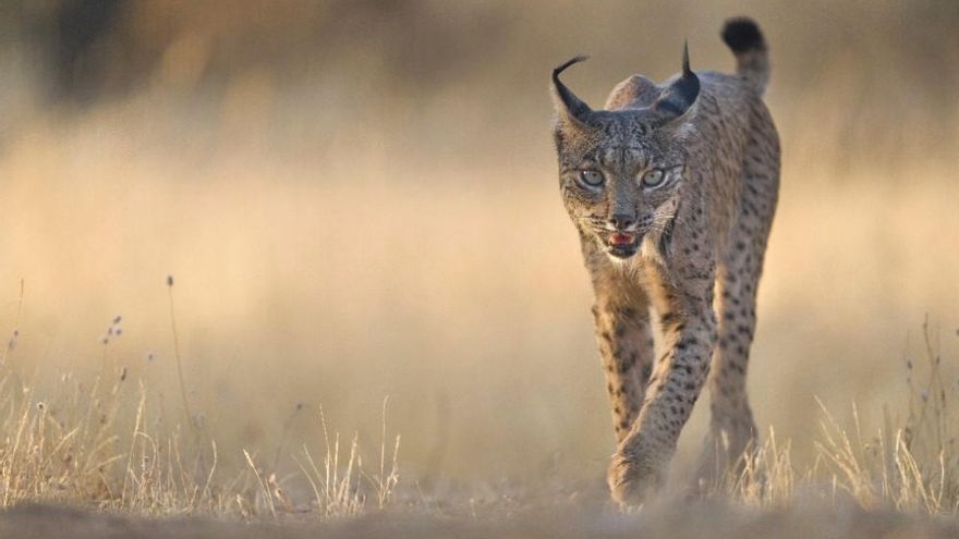 Muere un lince tras ser atropellado en la población toledana de San Martín de Montalbán