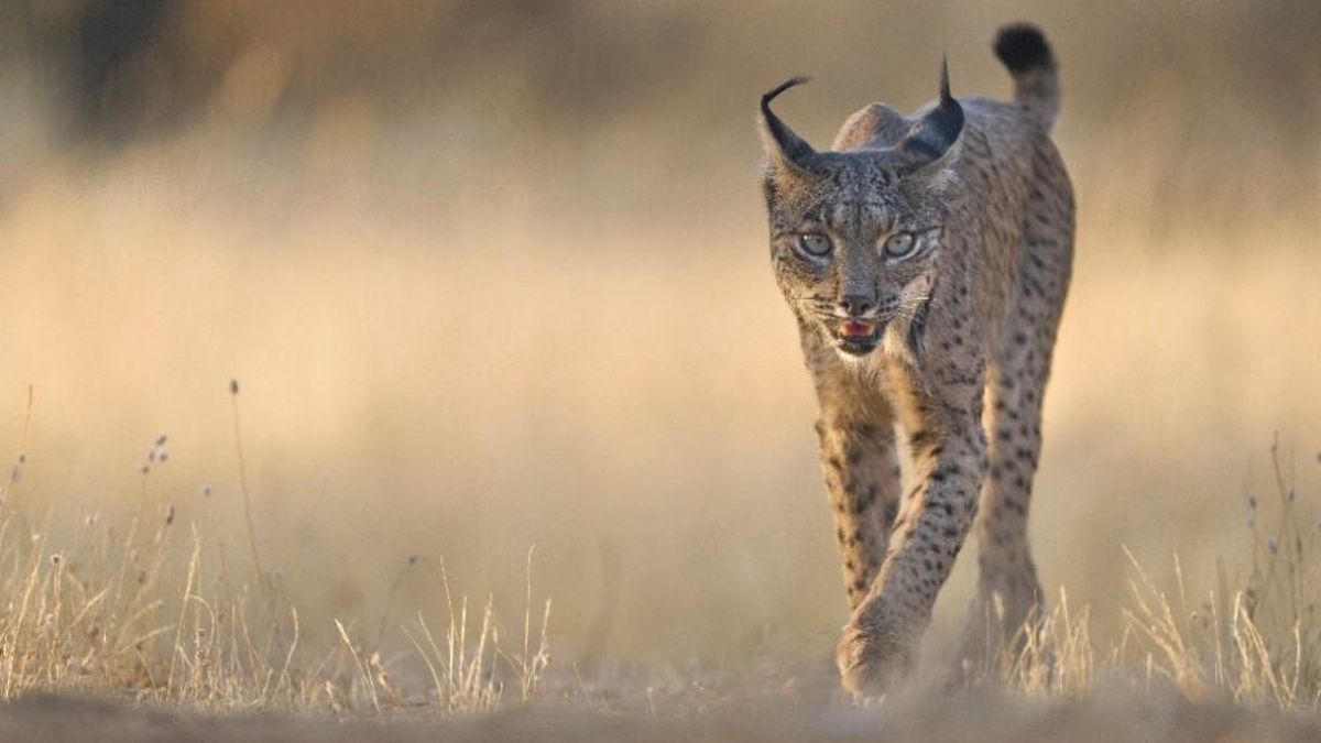 Lince ibérico