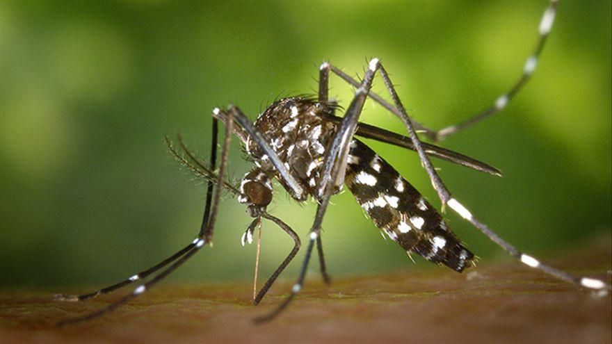 ¿Por qué los mosquitos nos pican a unos más que a otros?