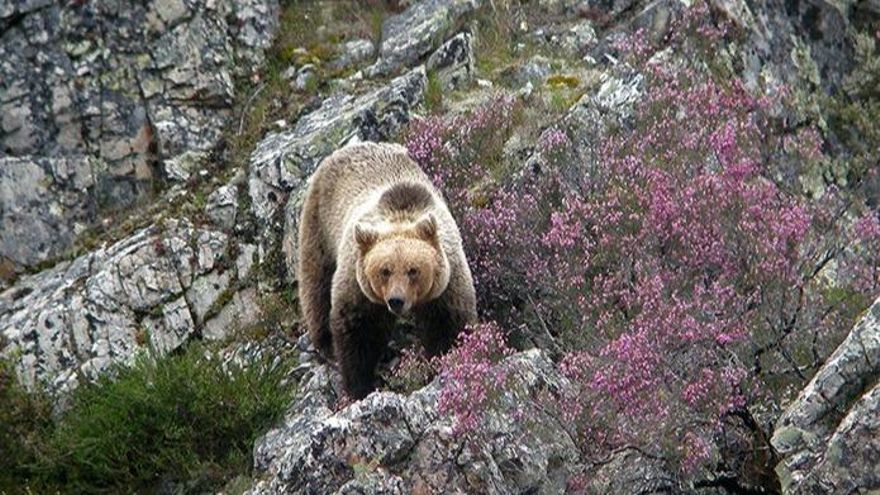 El hábitat del oso necesita hasta 15 años para recuperarse de los estragos del fuego