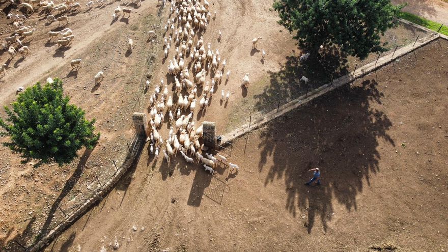 Una explotación agraria en Mallorca.