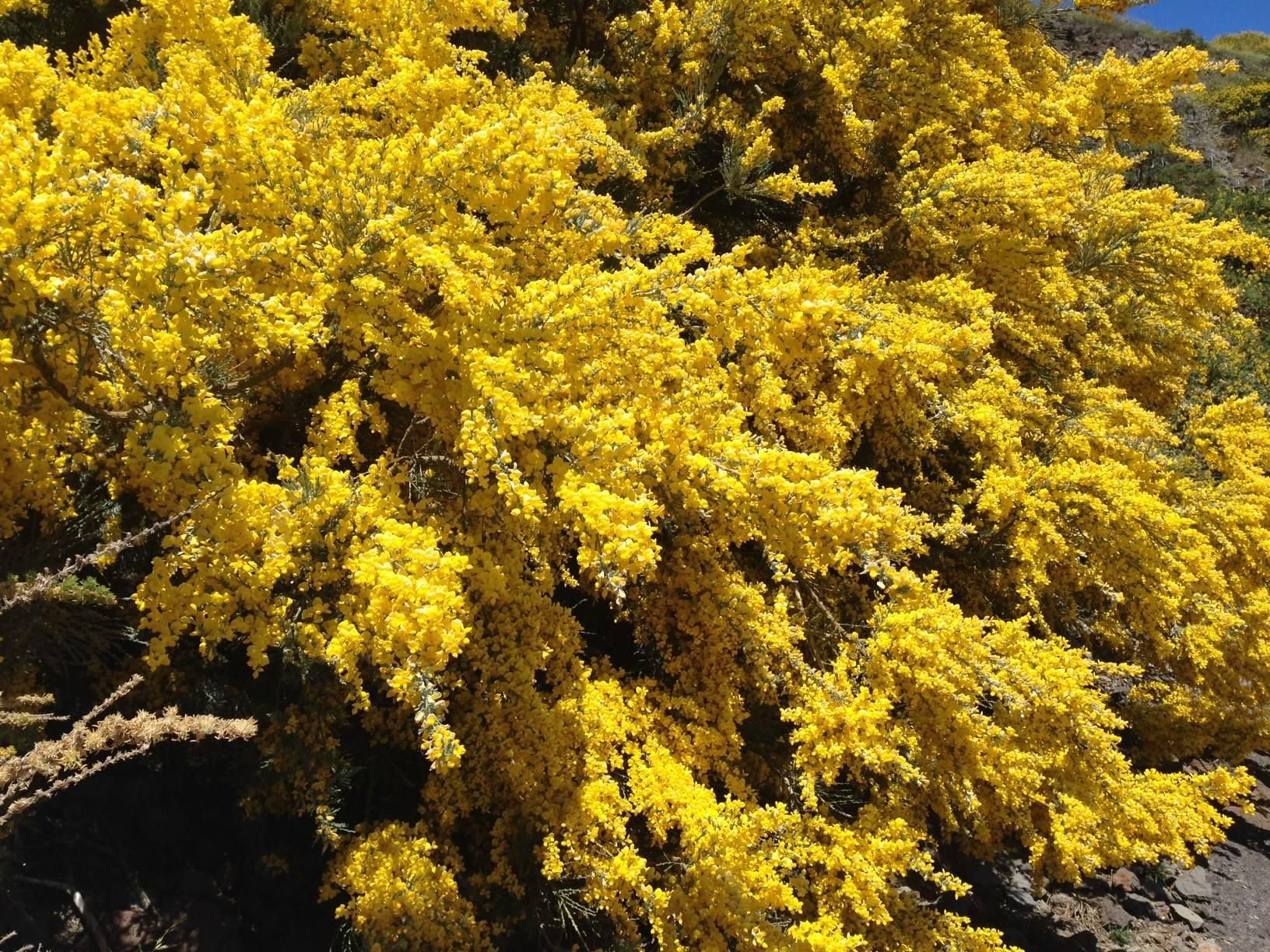 Ejemplar en plena floración del retamón palmero (Genista benehoavensis). Foto: Parque Nacional de La Caldera de Taburiente.
