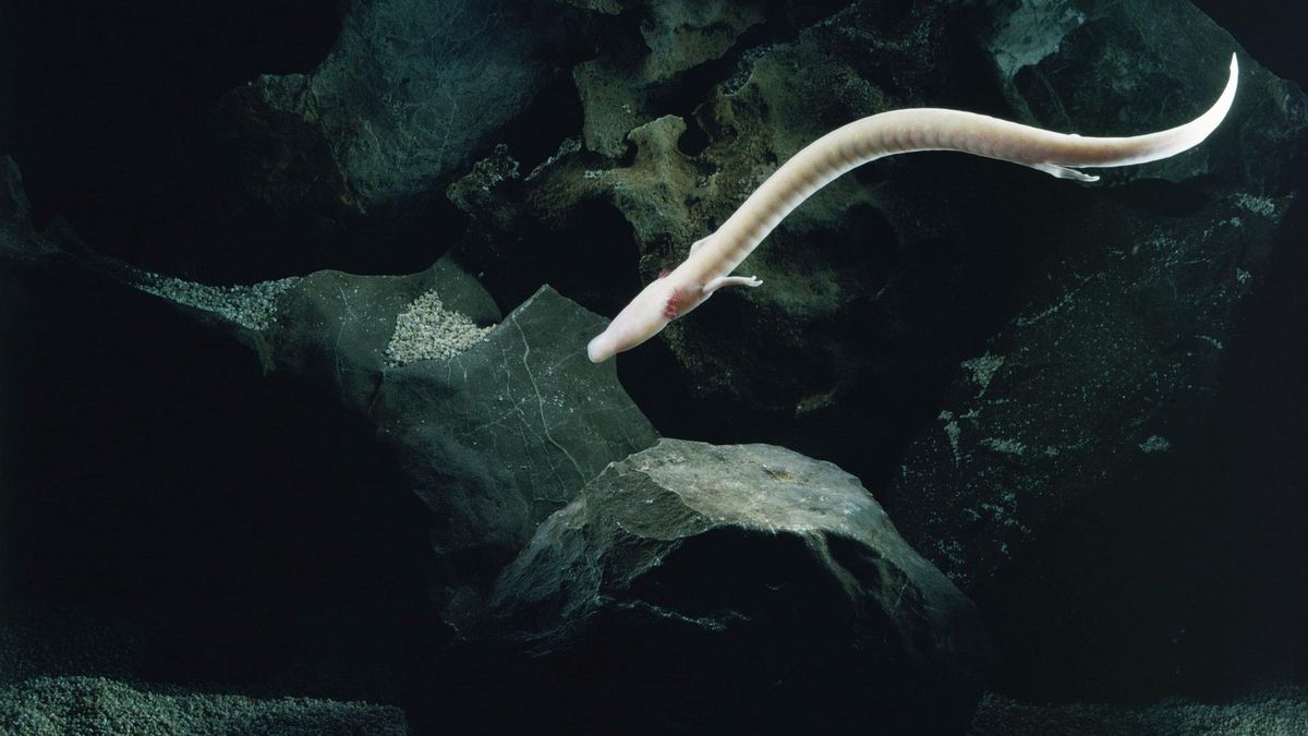 El proteo, uno de los animales subterráneos más fascinantes del mundo: es ciego y puede vivir 100 años