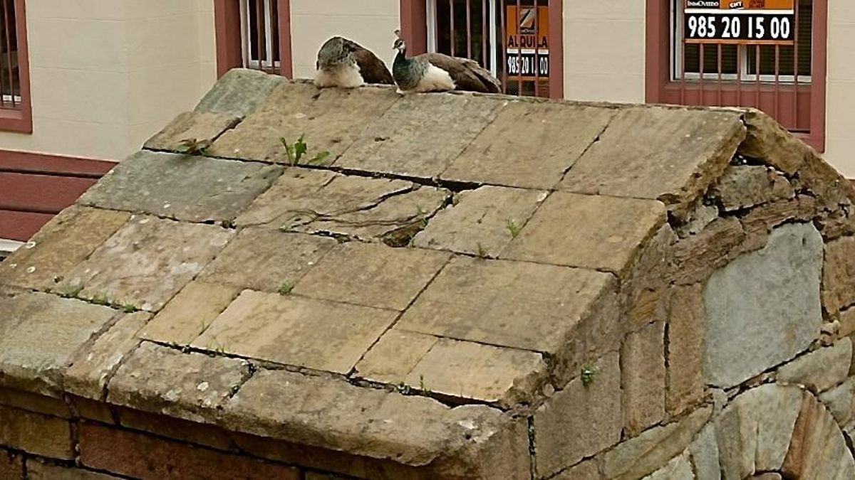 La presencia de pavos reales ha sido constante en la fuente de La Foncalada. 