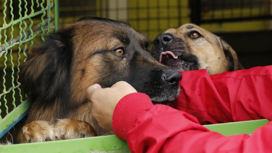 La raza no es importante para explicar el comportamiento de los perros
