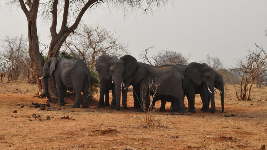 ¿Por qué los elefantes de Botsuana no temen a las abejas como los de otros países africanos? Un estudio señala al propio desierto como posible causa