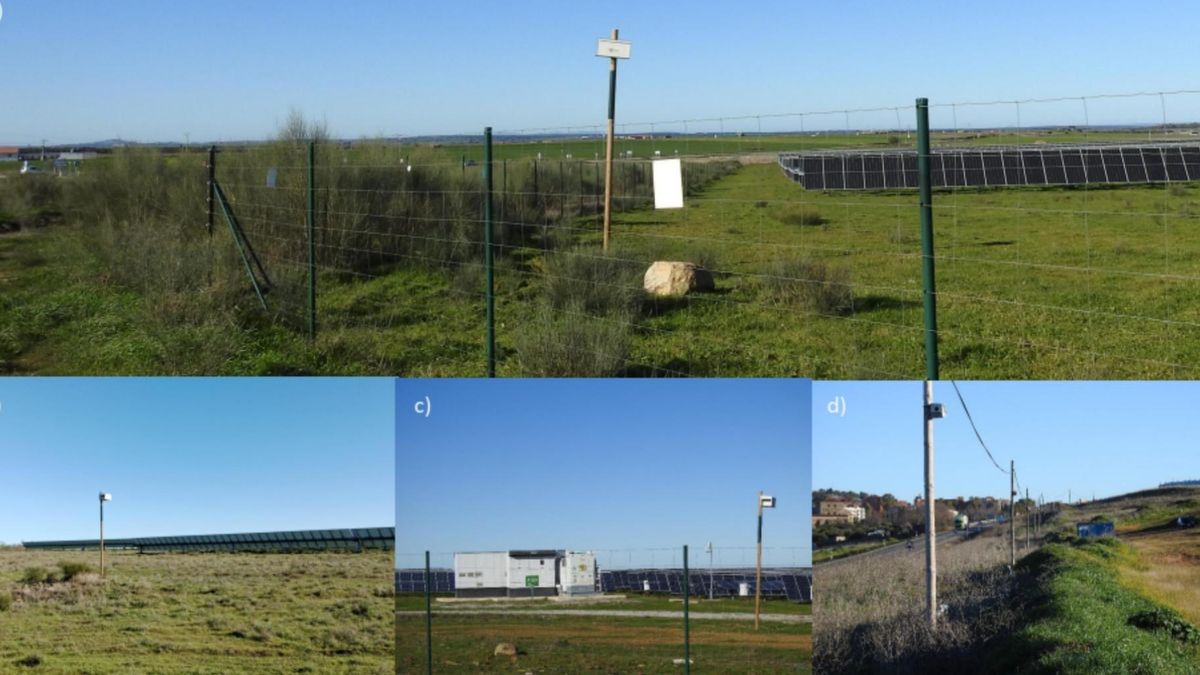 Cajas nido instaladas en zonas sin árboles ni cavidades adecuadas, así como en postes de teléfono y tendidos eléctricos muy cerca de carreteras con riesgo de colisión para las aves.