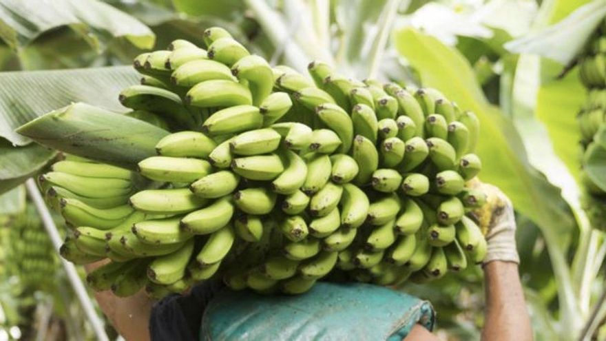 Asprocan considera que el ministro de Agricultura “ha menospreciado la voluntad del Parlamento de Canarias” sobre la excepcionalidad del plátano