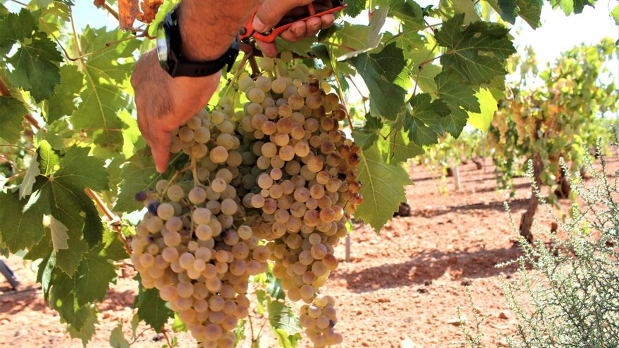 La Interprofesional Vitivinícola de Castilla-La Mancha avanza ya la creación de un plan estratégico del sector