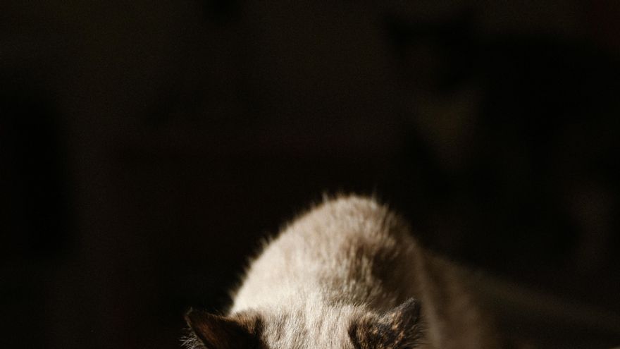 ¿Por qué mi gato bebe agua con la pata?