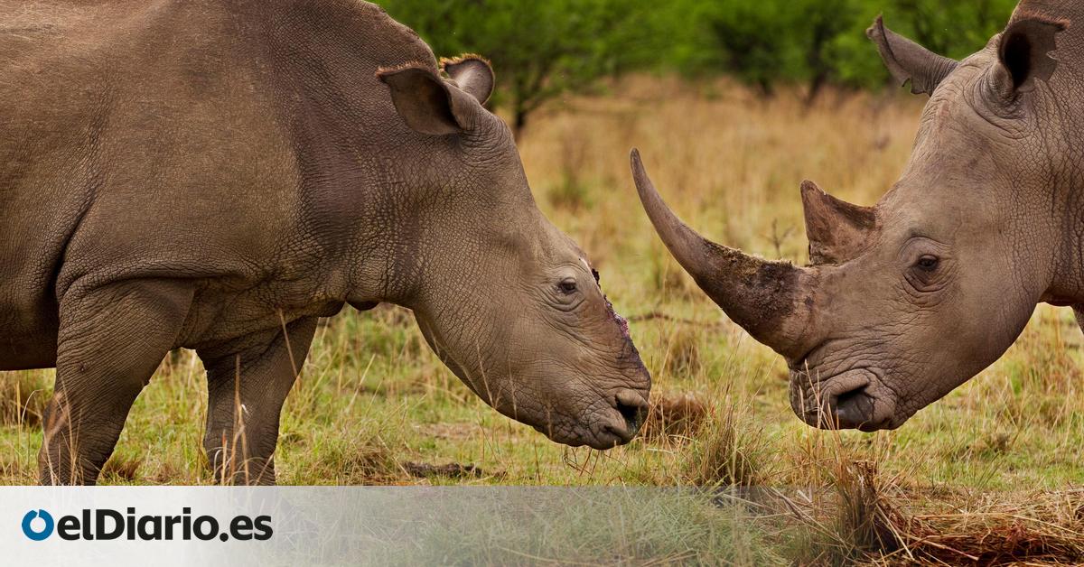 Día Mundial de los Animales: estos son los conocidos Big Five africanos, los reyes de los safaris