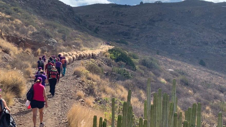 La primera trashumancia de las islas formada solo por mujeres.