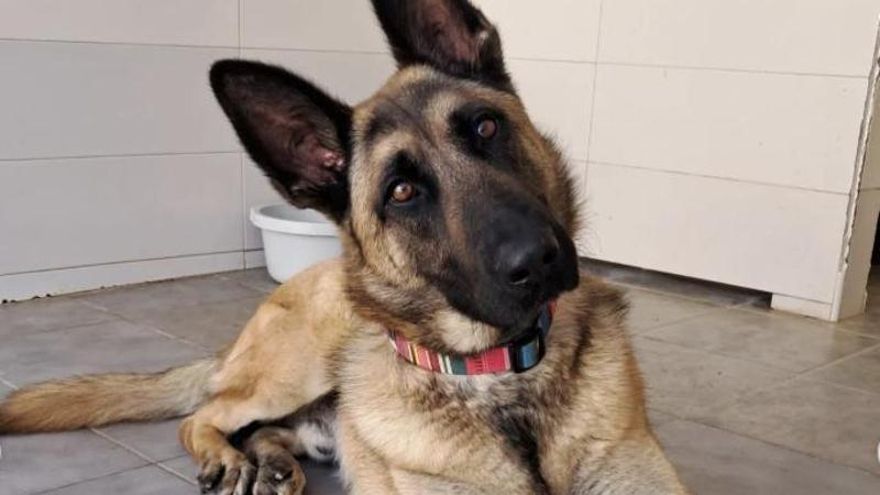 La historia de superación de Elliot, el perro que cayó a una acequia y que trata de salir de un momento complicado