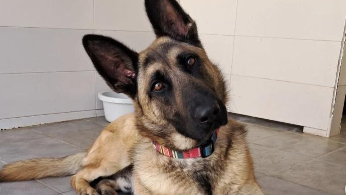 La historia de superación de Elliot, el perro que cayó a una acequia y que trata de salir de un momento complicado