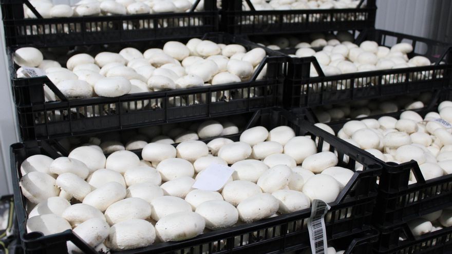 El sector del champiñón de Castilla-La Mancha demanda un año más medidas para afrontar la falta de paja