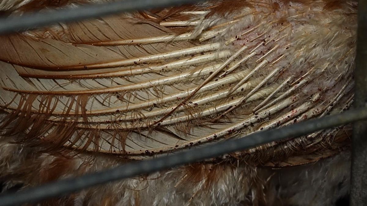 Las infecciones o parásitos en la piel, según la veterinaria consultada, son consecuencia del mal estado de la granja.