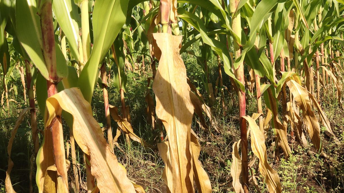 Día Nacional de la Cultura Maya: esto comían los mayas antes de convertirse en el país del picante