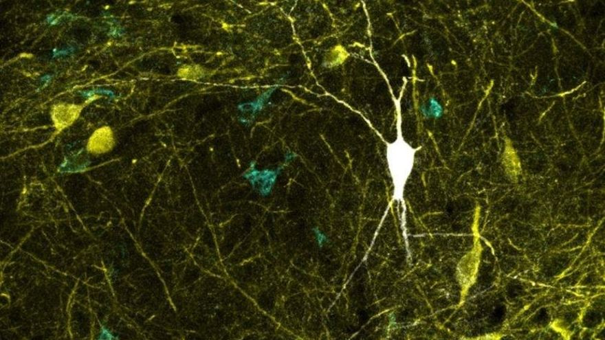 Actualizan una base de datos con más de 120 tipos de neuronas del hipocampo