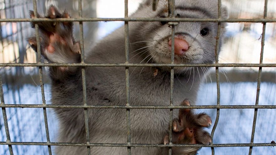 El brote de gripe aviar en una granja de visones en Galicia acerca la transmisión entre humanos