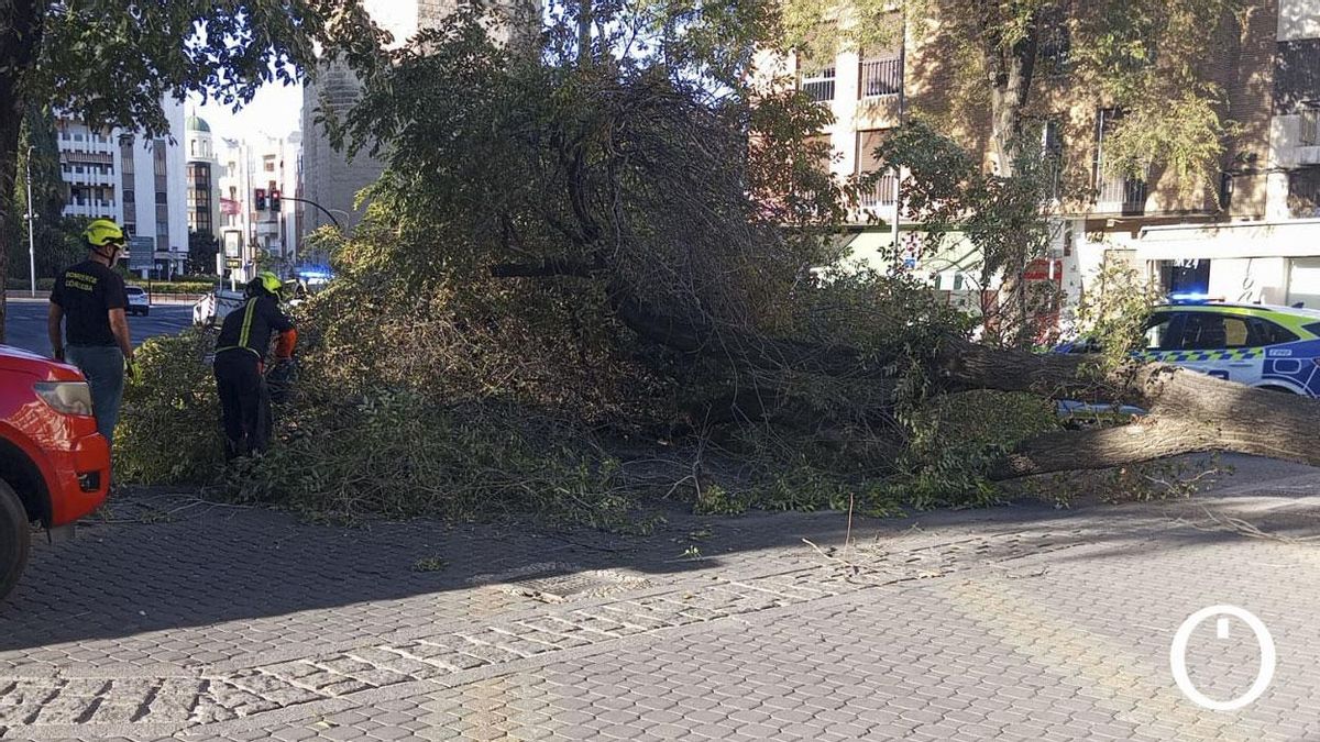 Se desploma un árbol de grandes dimensiones en la plaza de Colón