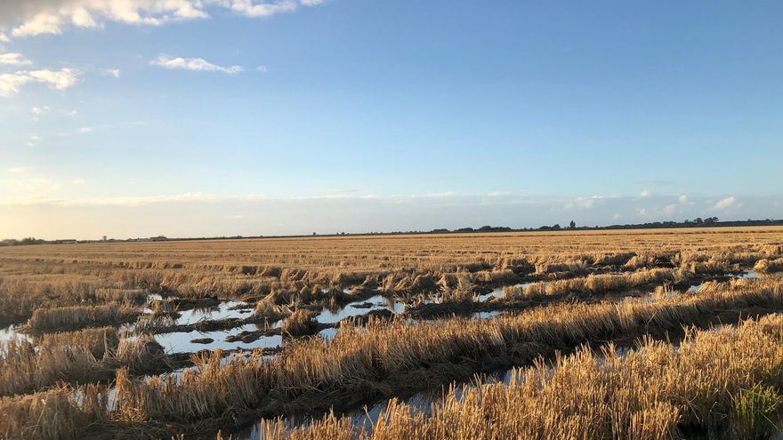 Archivo - Zona de regadío del Guadalquivir.