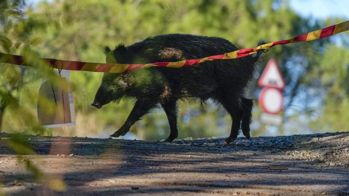 El brote de peste porcina genera una 'barra libre' para cazar jabalíes