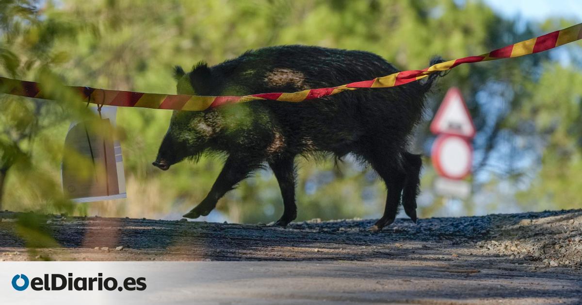 El brote de peste porcina genera una barra libre para cazar jabalíes