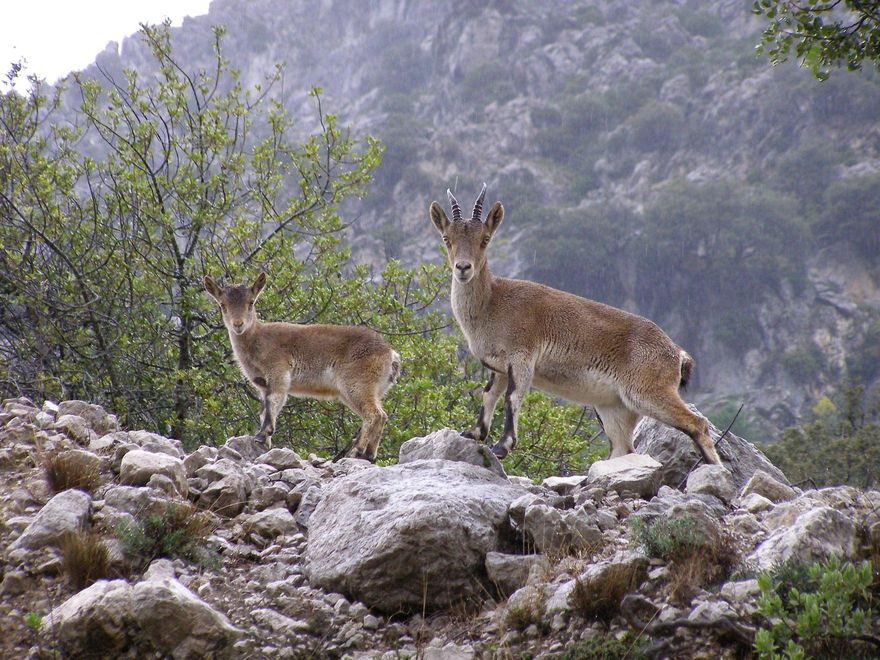 Cabras montesas en el Parque Nacional Sierra de Las Nieves.