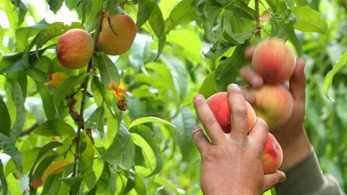 Una ensalada de frutas bien bonaerense para disfrutar en la mesa navideña y planificar el próximo viaje