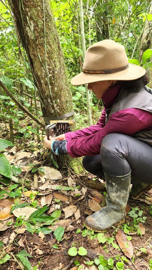 La investigadora Ángela Alviz instalando cámaras trampa. Foto: Cortesía Ángela Álviz