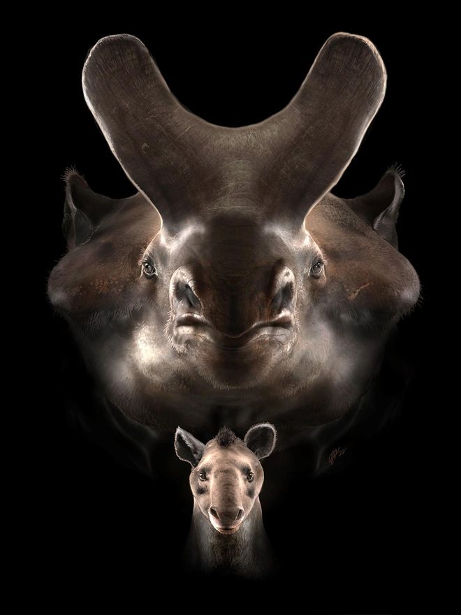 Diferencia en tamaño entre distintas especies de brontoterios. En primer plano se muestra Eotitanops borealis, una de las primeras y más pequeñas especies del grupo. Al fondo se representa a Megacerops coloradensis, uno de los últimos gigantes que sobrevivieron hasta finales del Eoceno, hace 35 millones de años
